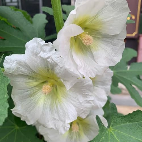 malvarose rampicanti, giardino roccioso malvarosa decorativo semi di per balcone Decorazioni giardino per esterni, 900semi