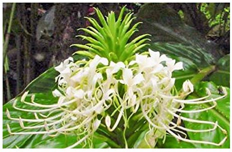 Stk - 5x Hedychium thyrsiforme Nadelkissen-Ingwer Pflanzen - Samen B2112 - Seeds & Plants Shop by Ipsa