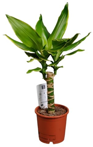 Palo de Brasil Natural la Planta de Interior Perfecta para un Estilo Natural y Sofisticado