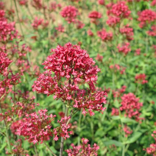 Rote Spornblume Centranthus ruber ‘Coccineus’ – 24 Pflanzen – Sommerblühende Staude – 10-25cm – Ø9cm – Bienenpflanze für sonnige Beete