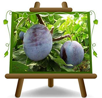 Große Pflaumenbäume von Felisio - Obstpflanze auf Blumentopf 20 - Baum max 170 cm - 2 Jahre Anbau Italien