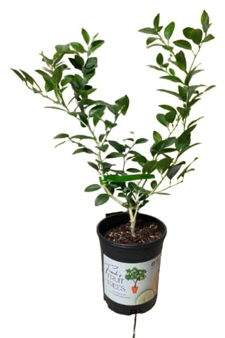 Árbol de Lima Natural: Cosecha tu Propio Cítrico Fresco en Casa