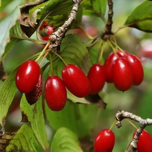 Cornus officinalis (Asiatic Dogwood, Japanese Cornelian Cherry) Shrub Seeds, Bright Star-Like Shaped Yellow Flowers, Seeds by MySeeds.Co, You Choose The Amount (1/2 LB)