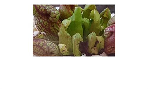 Stk - 5x Sarracenia purpurea var purpurea Switzerland giant Kannenpflanze - Samen B226 - Seeds & Plants Shop by Ipsa