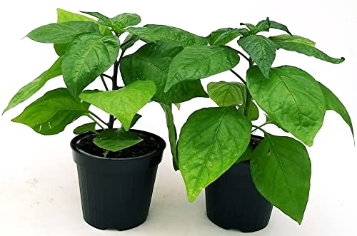 POWERS TO FLOWERS - PEPERONCINO JAMAICAN SCOTCH BONNET YELLOW BIO, 2 PIANTE, Vaso 10cm, piante vere