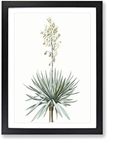 Adams Needle Yucca Flowers By Pierre Joseph Redoute Vintage Framed Print | A3 Black Framed Wall Art | Ready to Hang | Classic Floral Picture | Living Room Bedroom Lounge Office