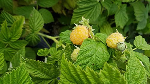 Rubus idaeus 'Fall Gold' / Framboisier 'Fall Gold' (Non remontant) / Conteneur de 2 à 2.9 litres