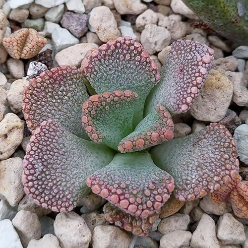 Titanopsis calcarea - Sunnyplants, Lithops rares, Plantes Lithops, Plantes de Titanopsis, Pierres vivantes, Lithops, Plantes Titanopsis, Titanopsis, Lithop, Succulentes