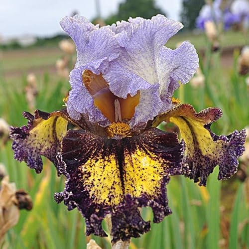Bulbi Di Iris Barbuto Di Colore Misto,Dea Dell'Arcobaleno, Giglio Di Spada,I Petali Sono A Forma Di Spada,Lampadina Dell'Iride,Bulbo Dell'Iride Misteriosa Iris Barbuta,Iride Barbuta-10 Bulbi-C
