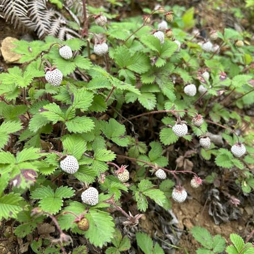 semillas de fresa silvestre perenne - resistentes orgánicas jardín de variedades antiguas 100pcs