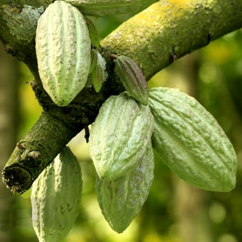 cacao Theobroma - giardino balcone giardino interni balcone, perenne resistenti semi 600pcs