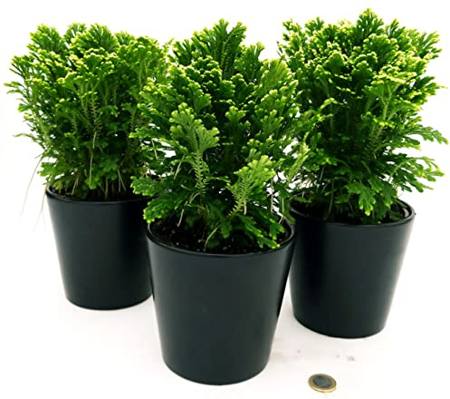 POWERS TO FLOWERS - SALAGINELLA JORI, 3 PIANTE, VASO 12CM, FELCE PURIFICA ARIA, Pianta vera