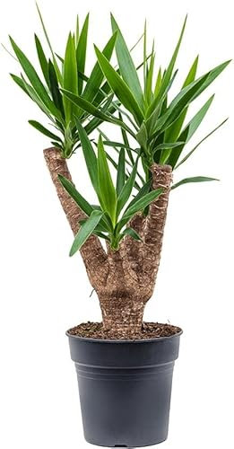 Yuca Árbol Natural Planta de Exterior 95cm de Altura Yucca Elegans
