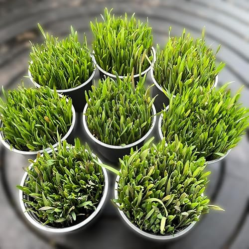 Ready-to-Eat Cat Grass – Fresh Live Plants for Cats, Rabbits, Guinea Pigs & Small Animals | Wheat, Barley, Rye & Oats | Supports Digestion & Immunity | Fibre, Vitamins & Minerals