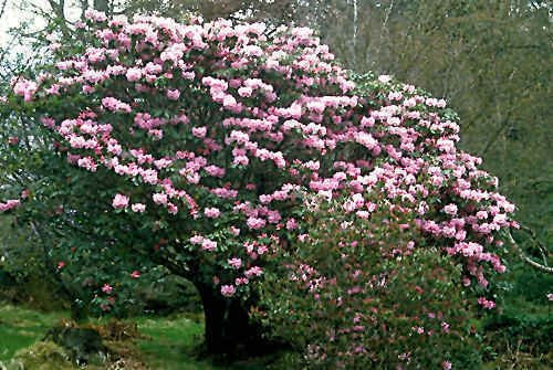 Rhododendron Fortunei Rodendro semi!