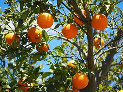 Citrus Sinensis Valencia 120-140 cm - Orangenbaum (Apfelsine) für Garten & Terrasse - Süße, Saftige Früchte - Perfekt für Eigenanbau und Obstgenuss