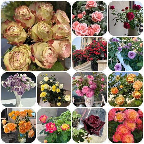 semillas de rosal resistente de balcón perennes y resistentes de rosal trepador y fragantes de para camas elevadas, pared verde 400pcs