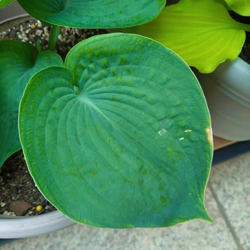 funkien dachbegrünung grüne deko gartenkräuter küchenkräuter kräuterbeet indoor mehrjährige blumensamen winterharte stauden mehrjährig zimmerbonsai bonsai hochbeet balkon deko indoor 100samen