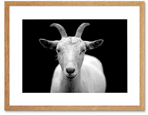 Wee Blue Coo ANIMALS PHOTOGRAPH GOAT HORN BLACK WHITE BLACK FRAMED ART PRINT B12X5065