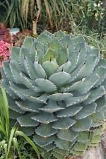 Agave parryi VAR truncata 15 SEMI