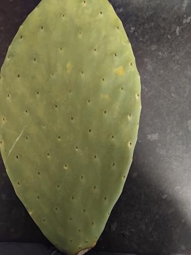 Fresh Prickly Pear Cactus Opuntia Plant for Tortoises x 1 Extra Large Pad