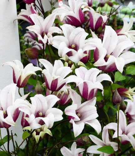 BALDUR Garten 1x Tulpen-Clematis 'Princess Kate®', Pflanze im 2 Liter-Topf | winterhart, hunderte Blüten, einmaliges Farbspiel, perfekt für Spaliere, Zäune & Obelisken, mehrjährig, pflegeleicht