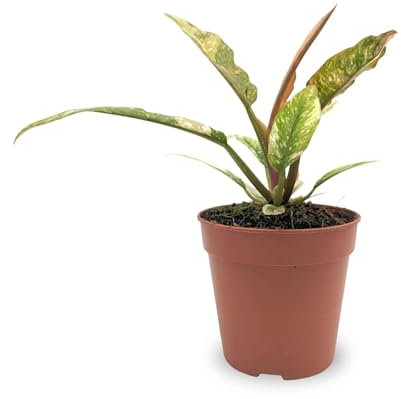 Philodendron 'Ring of Fire' 25cm (12cm Nursery Pot)