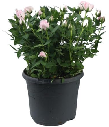 Rosa Juwel Patio Baby - 30cm - Ø17cm - Zimmerpflanze - Immergrün