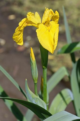 Sumpfschwertlilie-Iris Pseudacorus 20 Samen