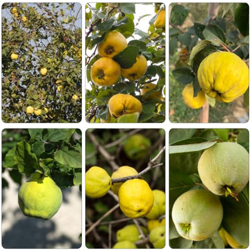 Quittenbaum hochbeete für garten zimmerbonsai bonsai winterharte kübelpflanzen bonsai topf pflanztöpfe dekopflanzen balkonpflanzen winterhart obstpflanzen steingartenpflanzen 85samen