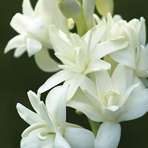 Tuberosa bulbi/miste/Radici selezionate di hosta/resistenti al freddo e alla siccità/adatte per la decorazione di giardini e balconi【NVNJHJN】-4 bulbi-E
