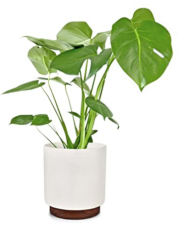 Fox & Fern Blumentopf mit Stopfen, Blumentopf Gross für Innen/Außen, Übertopf UV- & Frostbeständig, Polystone-Blumentöpfe Weiß, 25 cm Durchmesser, Großer Pflanzentopf für Zimmerpflanzen
