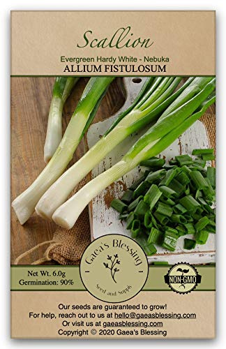 Gaea's Blessing Seeds - Scallion Seeds – Nebuka Hardy Evergreen - Japanese Green Onion Seeds for Planting, Heirloom Bunching Onion, Non-Bulbing Scallions for Garden, Containers & Indoor Growing