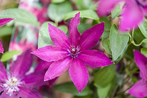 Clematis Hybride 'Ernest Markham' 100-150 cm - Waldrebe, purpurrote Blüten, Blütezeit Juni-September, ideal für Rankgerüste, pflegeleicht und winterhart