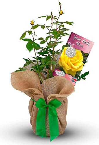 Good Luck Rose Bush - Gift Wrapped Rose Bush - Grown in a 3Litre Pot - Ready to Plant (1 Plant)
