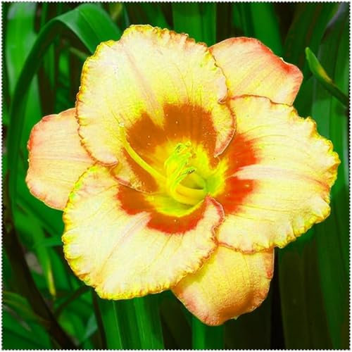 Wonderful Daylily Bulbs Mix for Planting Now UK/Cut Flowers/Greening Flower/Strong Plants That Grow Well/Good for Containers/Natural Organic/Wedding Flowers.-15bulbs-A