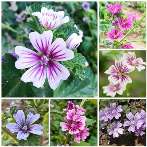 semi di malva perenne resistente da giardino, d'appartamento di malva resistenti per giardino, decorazione autunnale Balcone, 800pcs
