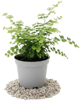 Helecho Culantrillo DECOALIVE - Adiantum Raddianum Fragrans para Rincones Luminosos Maceta 12 cm 25 cm
