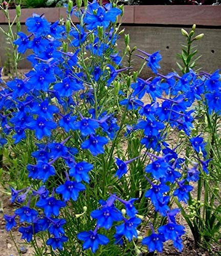 Delphinium grandiflorum Blue 70 Seeds, Siberian Larkspur - Perennial