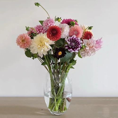 dalia semillas de cortadas de balcón jardín perennes resistentes al invierno silvestres balcón semillas exóticas decoración trepadoras 55pcs