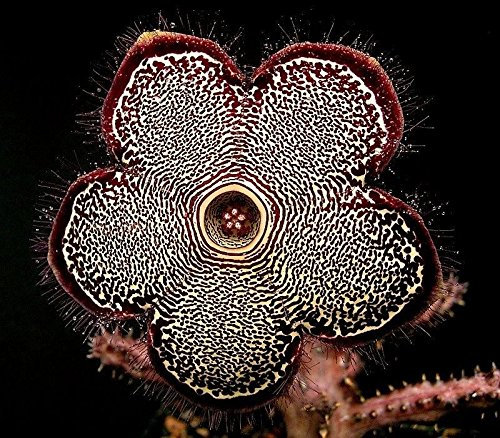 Edithcolea Grandis * Fleur de tapis persan * Graines de succulentes * extrêmement rares