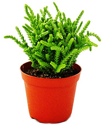 Exotenherz - Plantes succulentes - Crassula lycopodioides - queue de souris - dans un pot de 8,5 cm