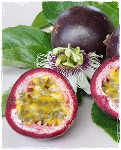 Fruit Passion MARACUJA arancione 160 cm pianta in vaso rampicante sempreverde Vivaio Annese
