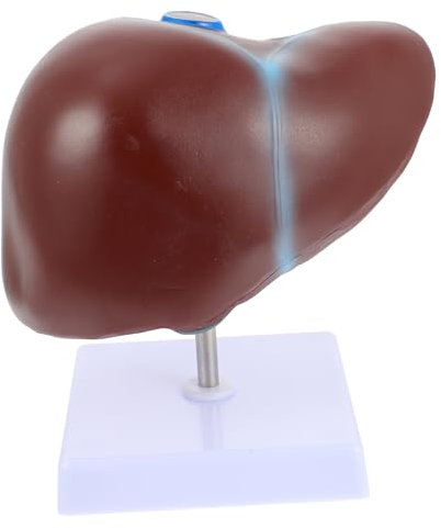 Gatuida Medizinisches Lebermodell Mit Basis Anatomisches Menschliches Leber Lehrmodell Aus Langlebigem Material Realistische Strukturdarstellung Für Schulunterricht Und Ausstellung