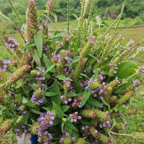 semillas autocurativas, para camas elevadas, orgánicas de otoño resistentes aromáticas, jardín de interior silvestres, 25pcs