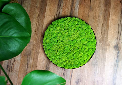 Hello Moss Moosbild - Rund Moos Deko Für Ihr Haus - Bilderrahmen mit Cladonia - moderne Mooswand Lebend - Handgefertige Einzigartige Wanddeko - verschiedene Großen (Hellgrün - Braun, 50cm)