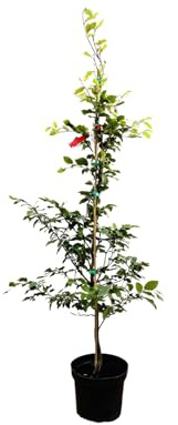 Fagus sylvatica 100-125 cm – Winterhart & Mehrjährig & Pflegeleicht – Rotbuche – Heckenpflanze für Garten & Sichtschutz
