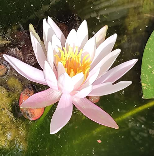 Teichpflanzen Seerosen : Nymphaea Seerose  Arc en Ciel  winterhart Pflanztiefe bis 150 cm