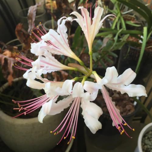 Bulbos de lirio araña - Lycoris radiata - resistentes para exteriores balcón y jardín 15pcs