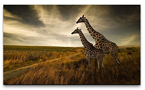 Paul Sinus Art Bilder XXL Giraffen im Sonnenuntergang 120x70cm Wandbild auf Leinwand